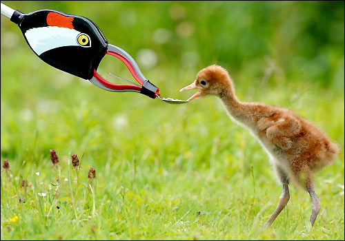 Young Eurasian crane with artificial mother