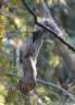 grey-squirrel-acrobat-2a.JPG