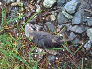 Poor little dead mole
