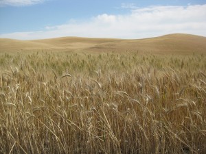 Sandy P wheat in WA