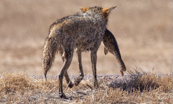 Coyote with a large carp in its mouth