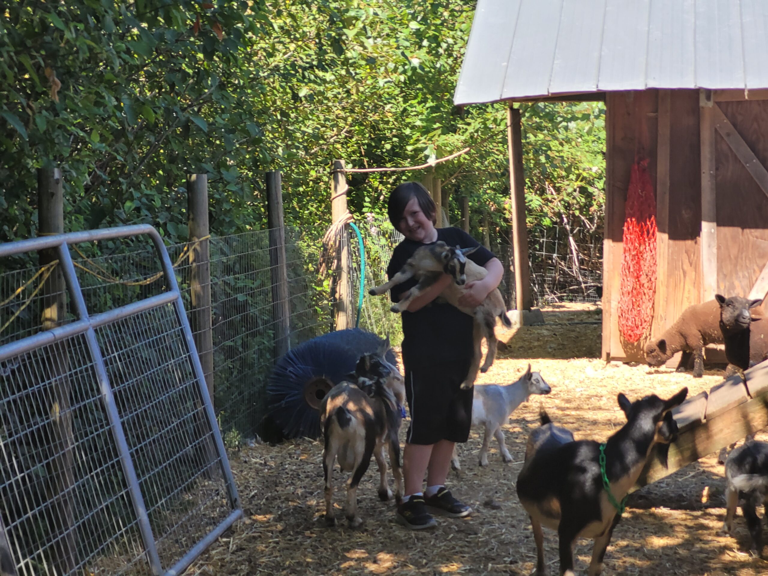 Alex and a baby goat are centred in a picture, surrounded by goats