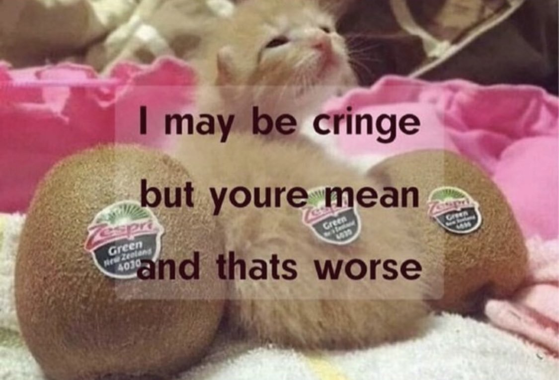 I MAY BE CRINGE BUT YOU'RE MEAN AND THAT'S WORSE kitten among kiwi fruit