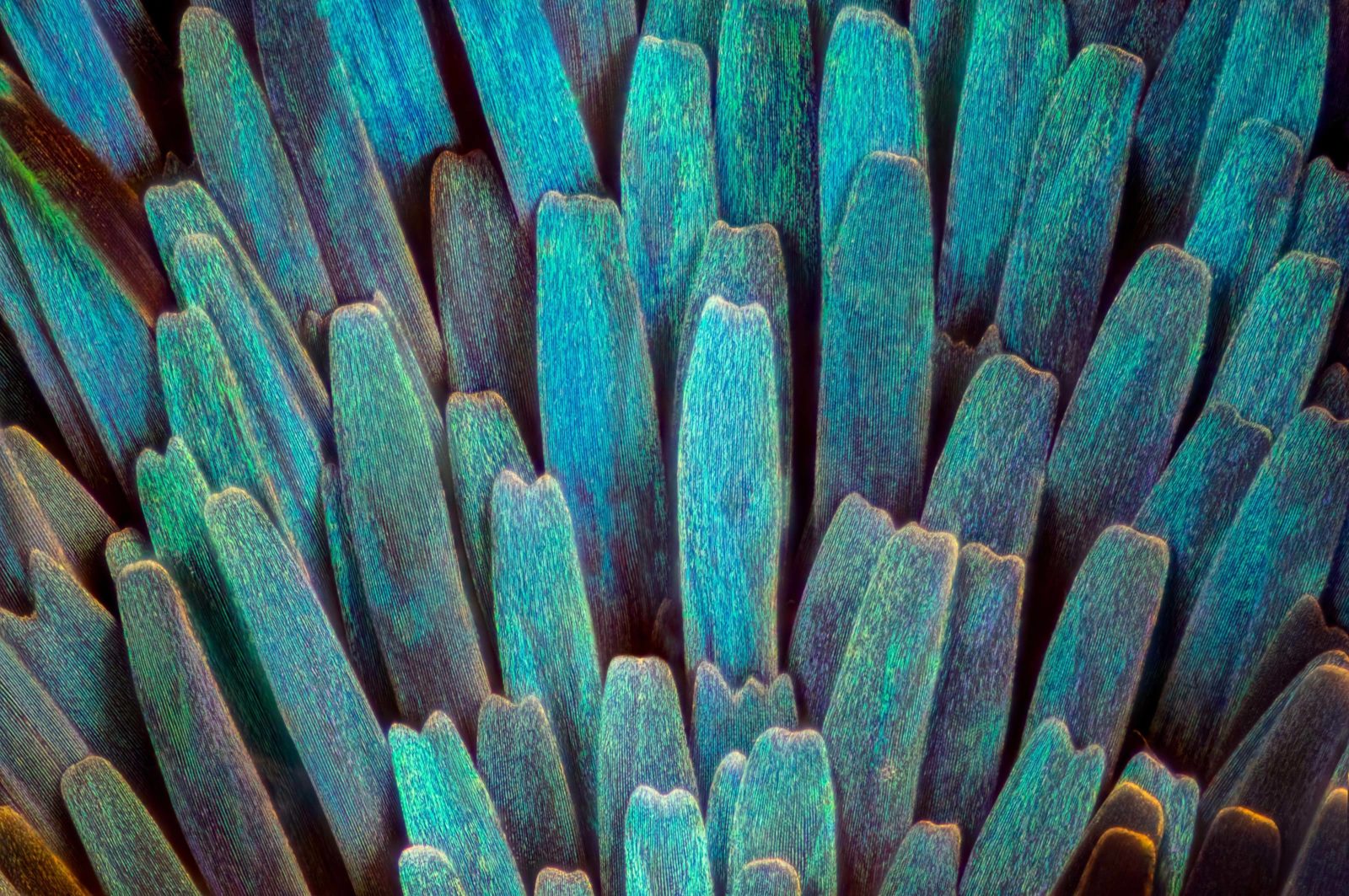Scales on a moth wing from a microphotography contest 
