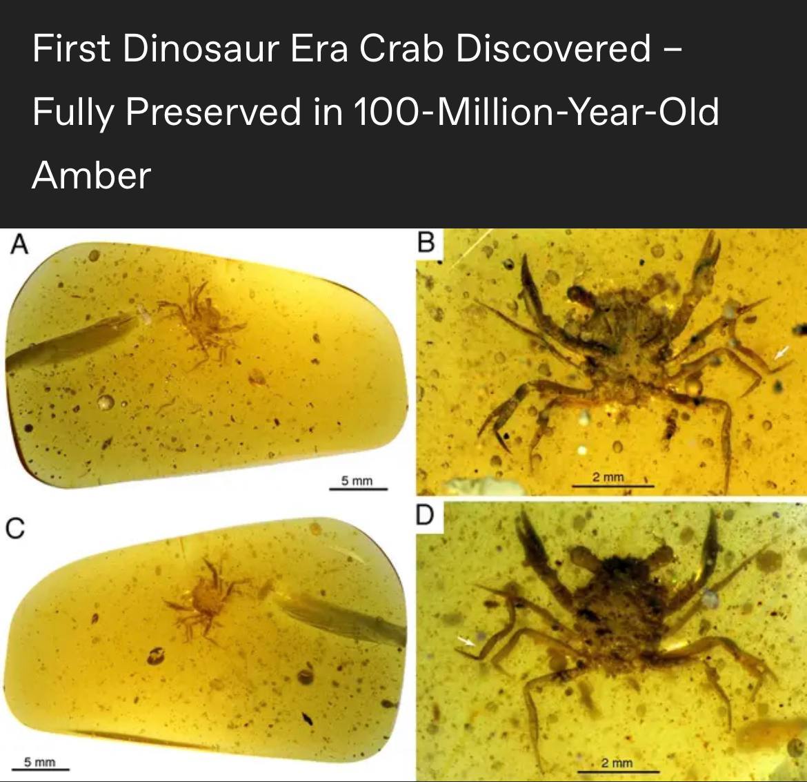 100 million year old crab in amber, four different views